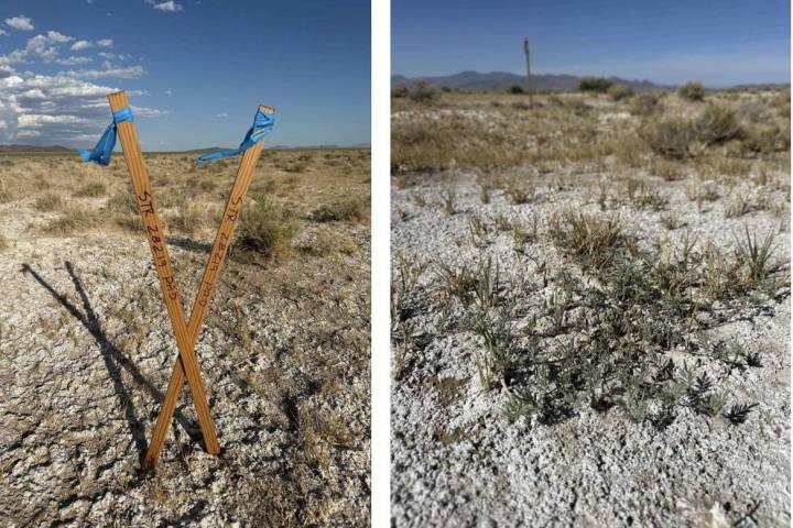 Wooden stakes disturb the sodaville milkvetch at Sarcobatus Flat in rural western Nevada. (Chlo ...